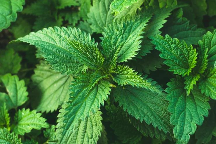 Close up of the nettles plant