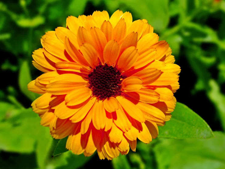 Close up of the calendula plant