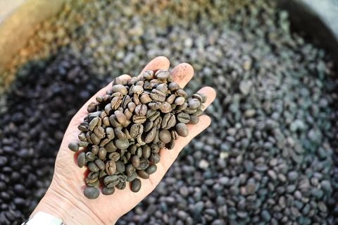 The Differences Between Organic and Conventional Coffee