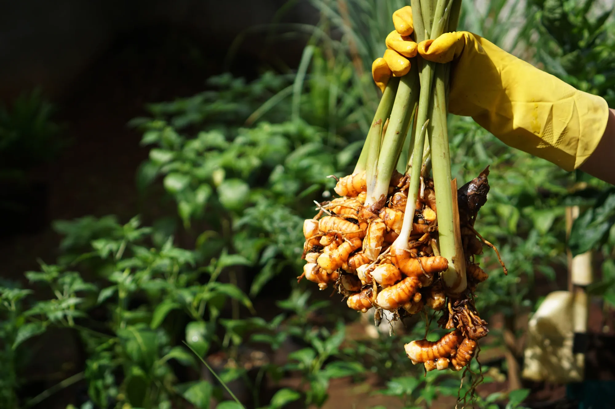 Hand with yellow glove holding a bunch of turmeric root. Harvesting turmeric.