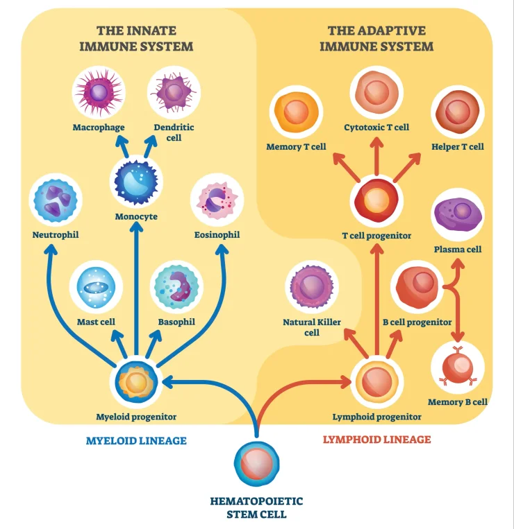 Immune system cells vector illustration. Labeled educational division scheme. Anatomical explanation diagram with lymphoid, cells or myeloid progenitor. Innate and adaptive medical structure graphic