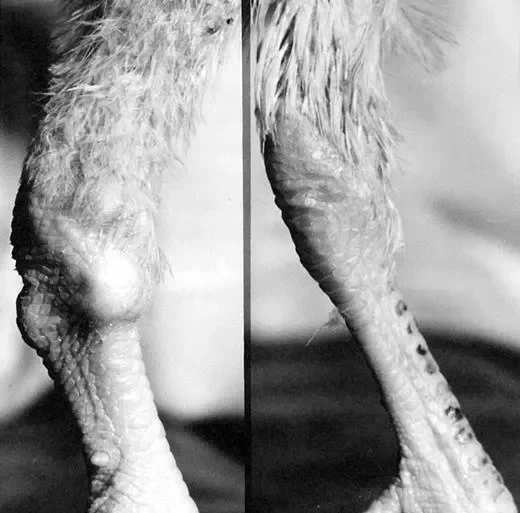 Hindleg joints of zinc deficient chickens 