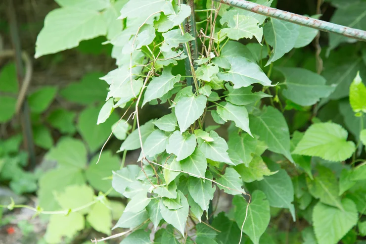 Close up of He Shou Wu plant