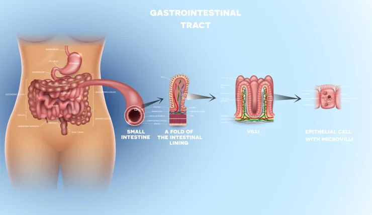 Gastrointestinal tract anatomy. Intestinal villi, small intestine lining, epithelial cells with microvilli detailed illustration.