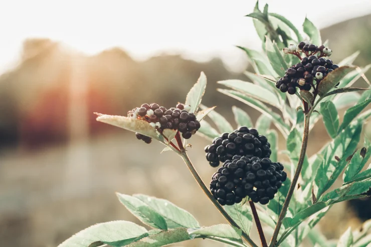 Elderberry Benefits Side Effects Dosage