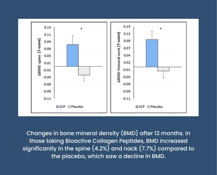 Graph showing the T-score (bone mineral density) of study participants taking either Bioactive Collagen Peptides or a placebo.