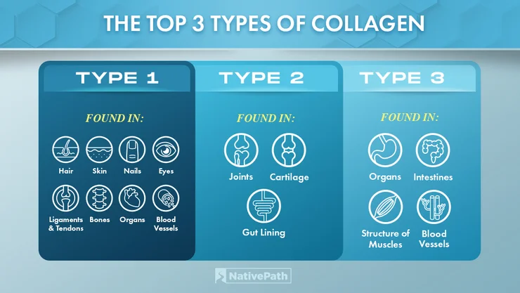 A charts depicting Types 1,2, and 3 collagens and their benefits.