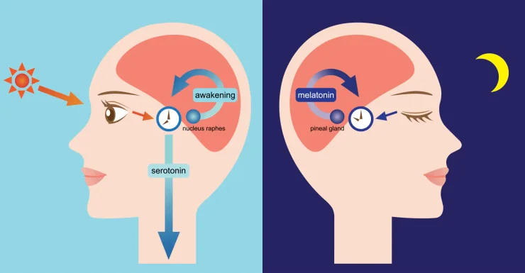 Exposure to sunlight increases serotonin. The pineal gland starts the synthesis of melatonin from serotonin at night.