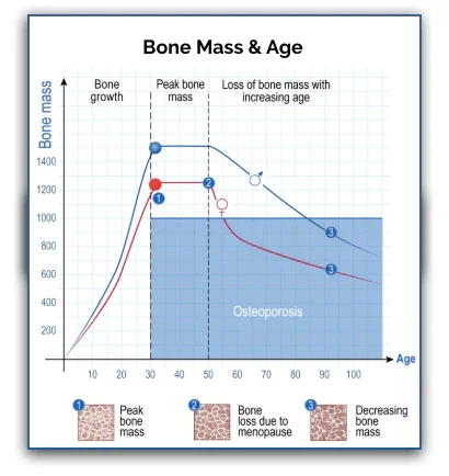 1. Collagen Prevents Bone Loss