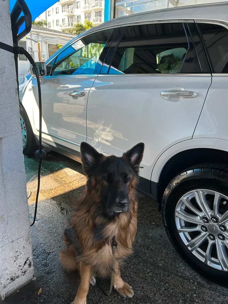 German shepherd sitting beside a white SUV at the wash