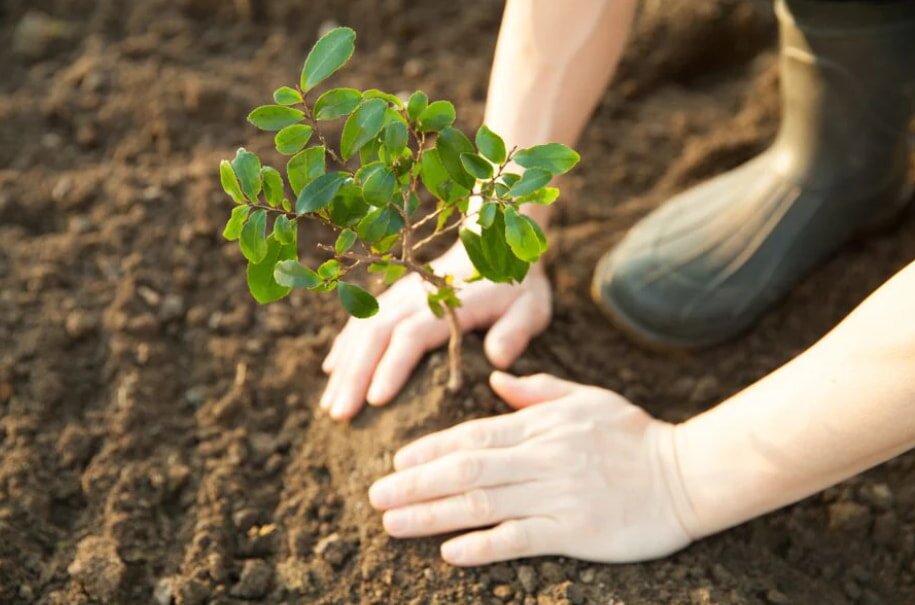 Hands gently planting a small tree with green leaves into dark soil. The scene conveys care and hope, with a boot visible in the background.