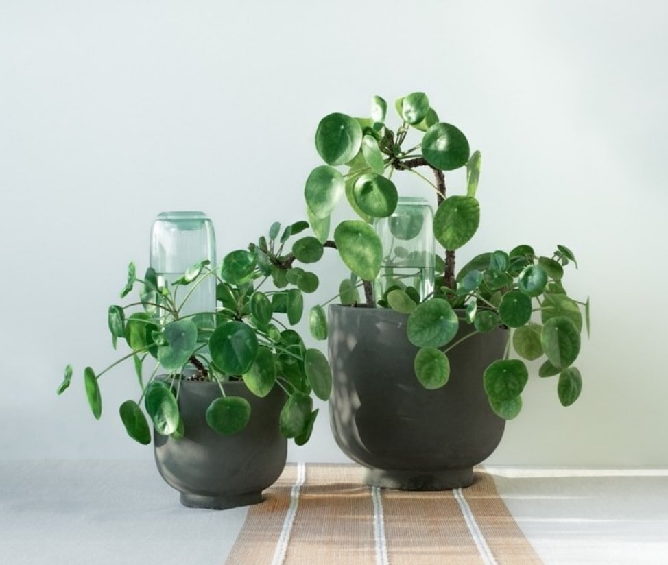 Two potted plants are placed on a wooden table, adding a touch of greenery to the setting.