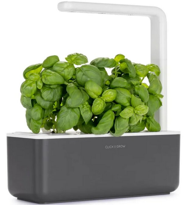 A black and white planter filled with vibrant basil plants, showcasing their lush green leaves against the monochrome pot.