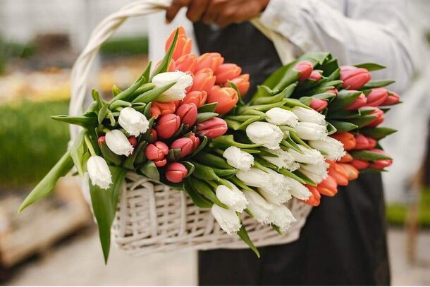 A man holds a basket filled with vibrant white and red tulips, showcasing a beautiful floral arrangement.  