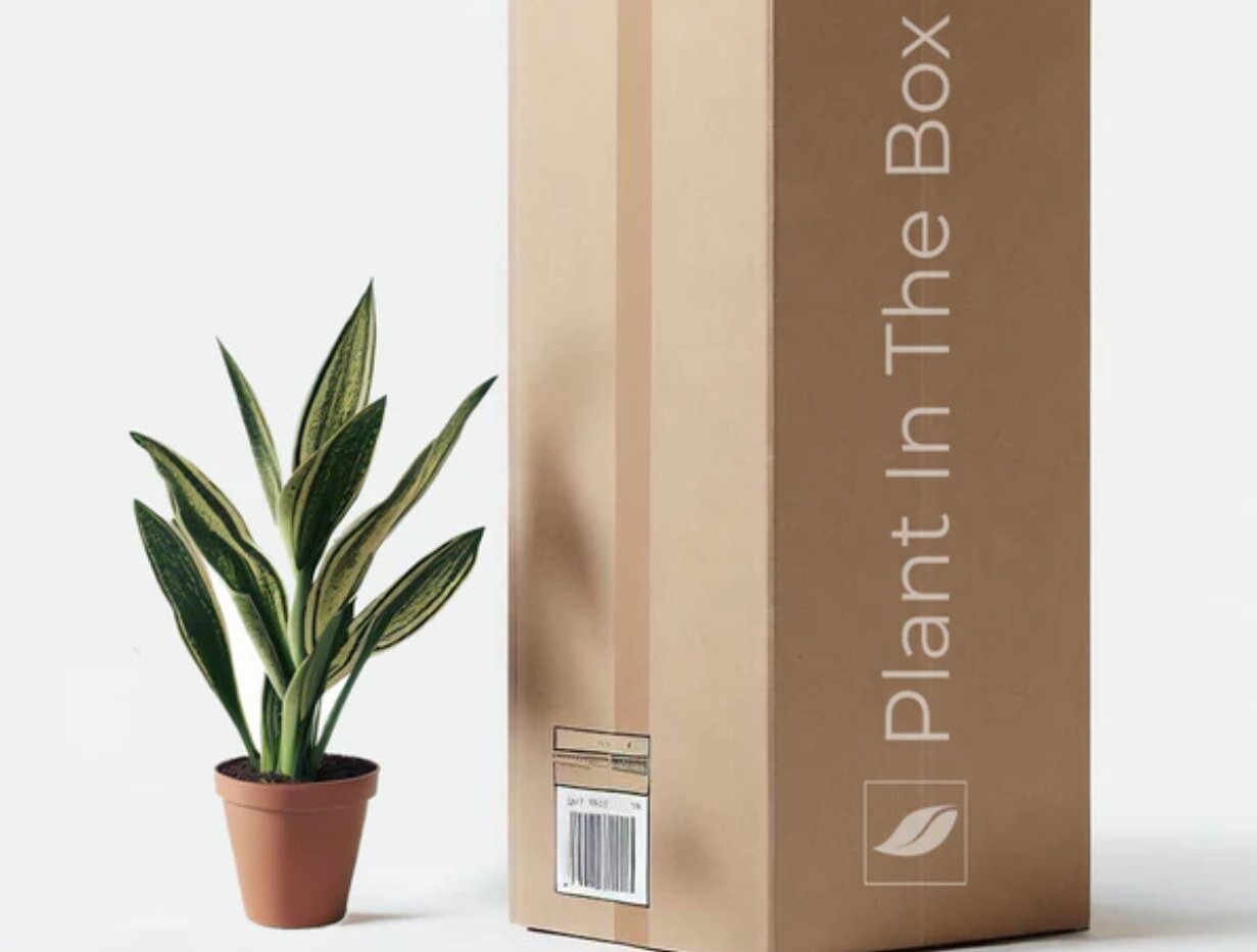 Mockup of a plant in a decorative box, showcasing a modern design with vibrant greenery.