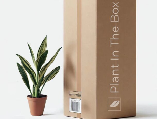 Mockup of a plant in a decorative box, showcasing a modern design with vibrant greenery.