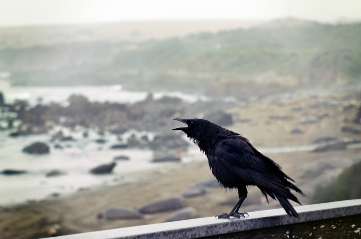 A black bird perched on a ledge, observing its surroundings with a keen gaze.