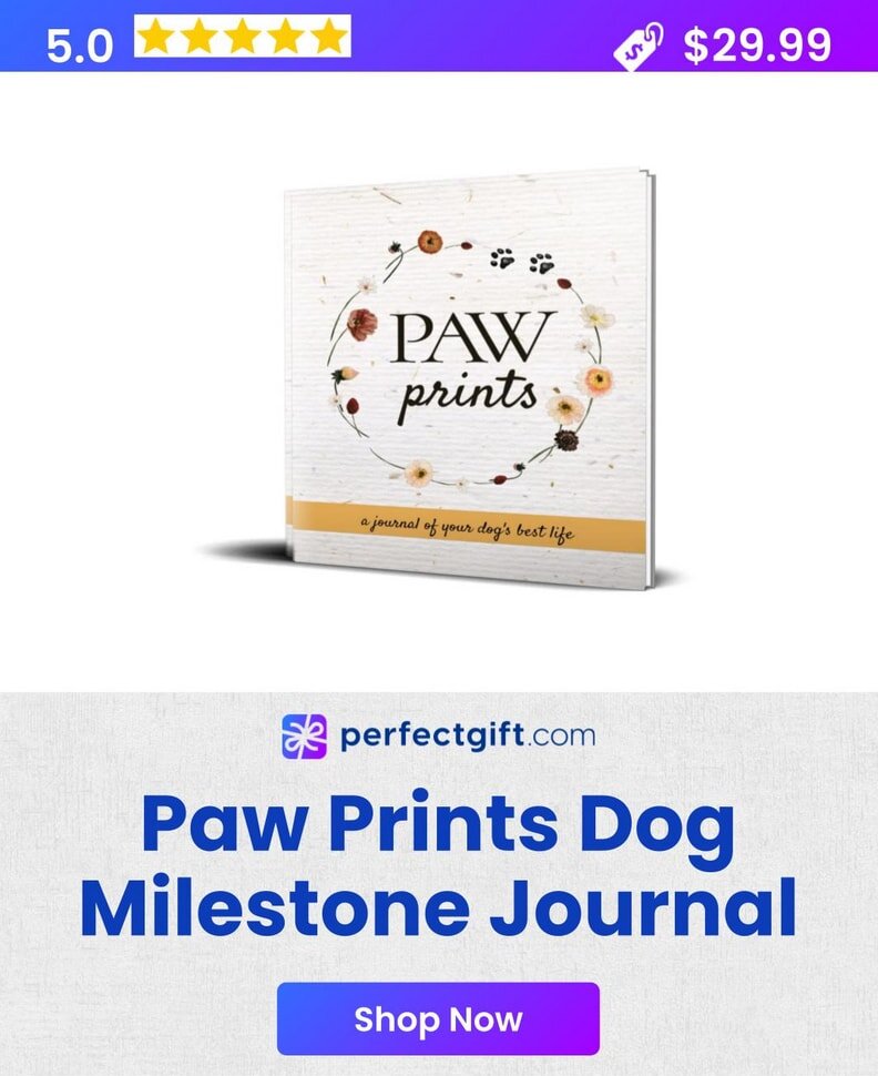 Premium Noise-Canceling Headphones