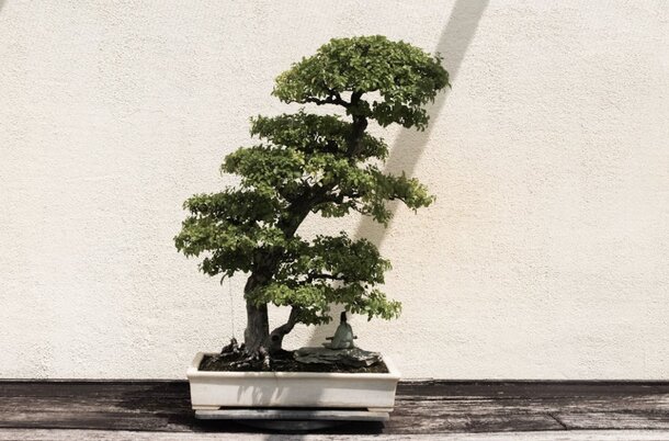 Bonsai Trees