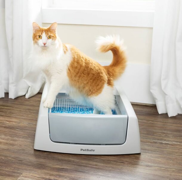 A cat perched on top of a litter box, looking curiously at its surroundings.