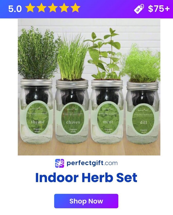 Four mason jars with growing organic herbs: thyme, chives, mint, and dill, on a wooden surface. Perfect for indoor gardening. Rated 5 stars.