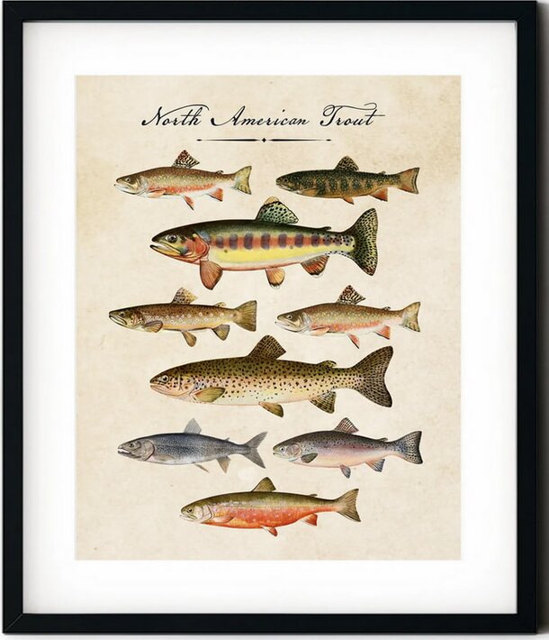 A detailed print featuring various North American fish species in vibrant colors and intricate designs.