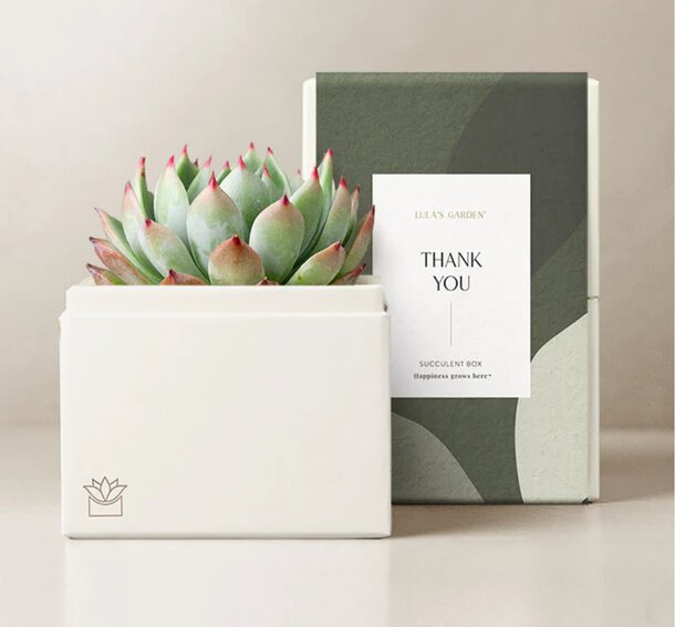 Succulent plant displayed in a stylish box mockup, showcasing its vibrant green leaves and modern design.