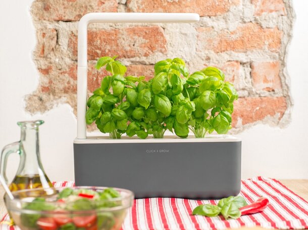A small garden featuring lush basil plants alongside a fresh bowl of salad, showcasing vibrant greens and healthy produce.