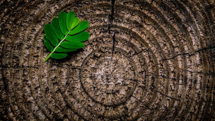 A vibrant green fern leaf lies on a textured tree stump with visible growth rings. The contrast emphasizes nature's cycle and growth patterns.