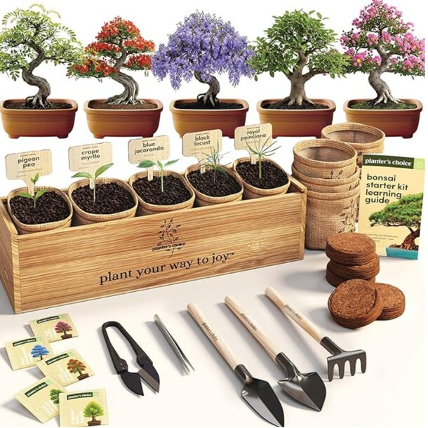  Bonsai Tree Starter Kit