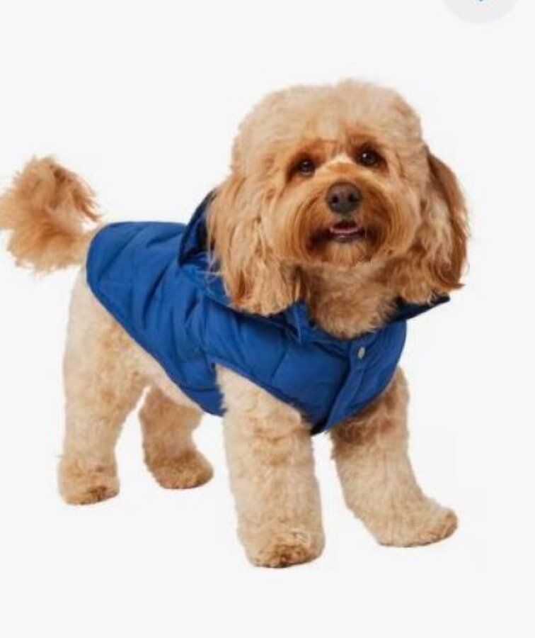 Fluffy tan dog wearing a bright blue puffer jacket, standing on a white background. The dog's expression is cheerful and attentive.