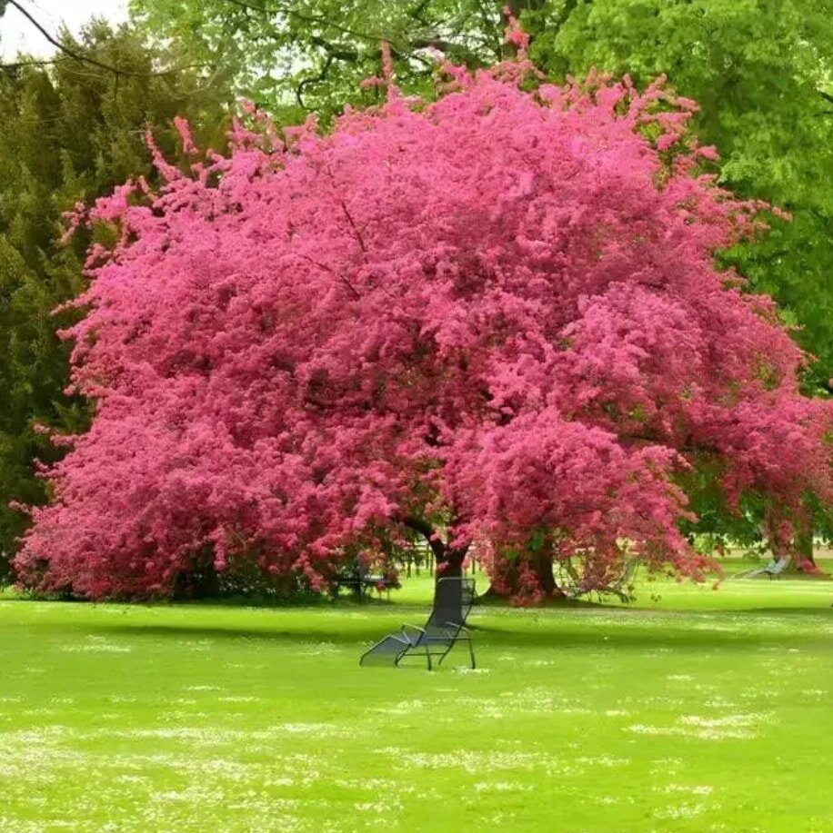 A vibrant pink blossom tree stands on lush green grass, with a black lounge chair beneath it. The scene conveys tranquility and natural beauty.