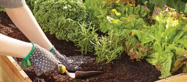 A person digs up vegetables from the ground using a shovel in a garden setting.