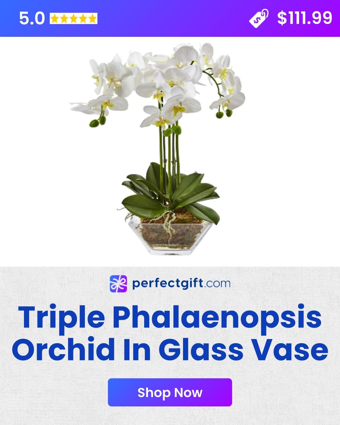 Triple Phalaenopsis Orchid In A Glass Vase To Brighten Up Their Home