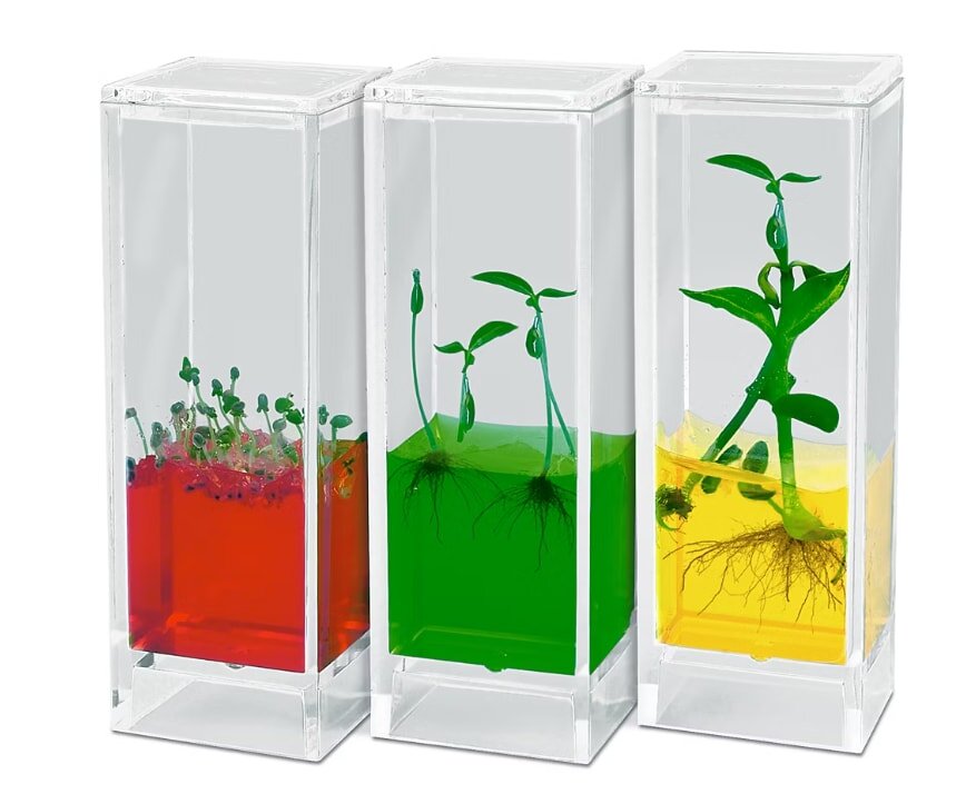 Three transparent containers hold growing plants in colored gels: red with seedlings, green with sprouts, and yellow with a tall, leafy plant.