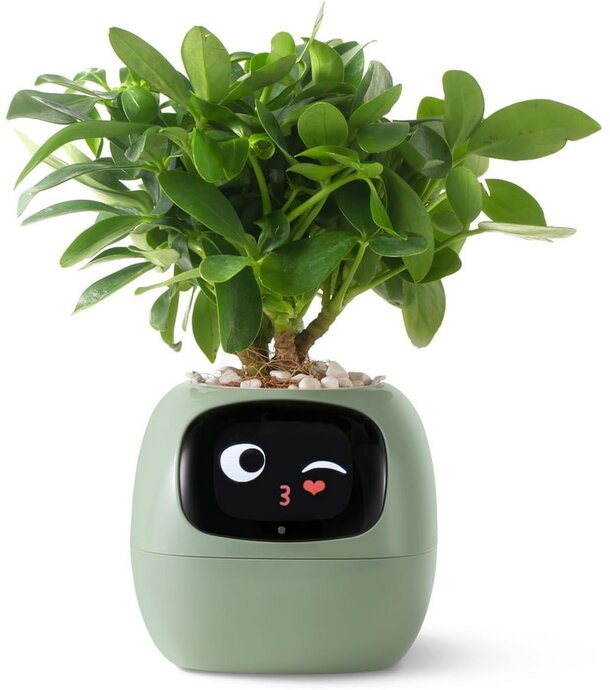 A whimsical plant featuring a smiling face, blending nature with a playful character.