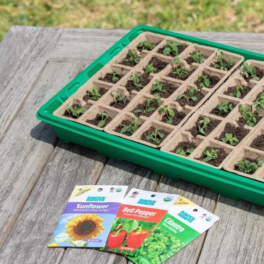 A green tray holding rows of small seedlings is placed on a wooden table outdoors. In front, there are seed packets for sunflower, bell pepper, and cilantro.