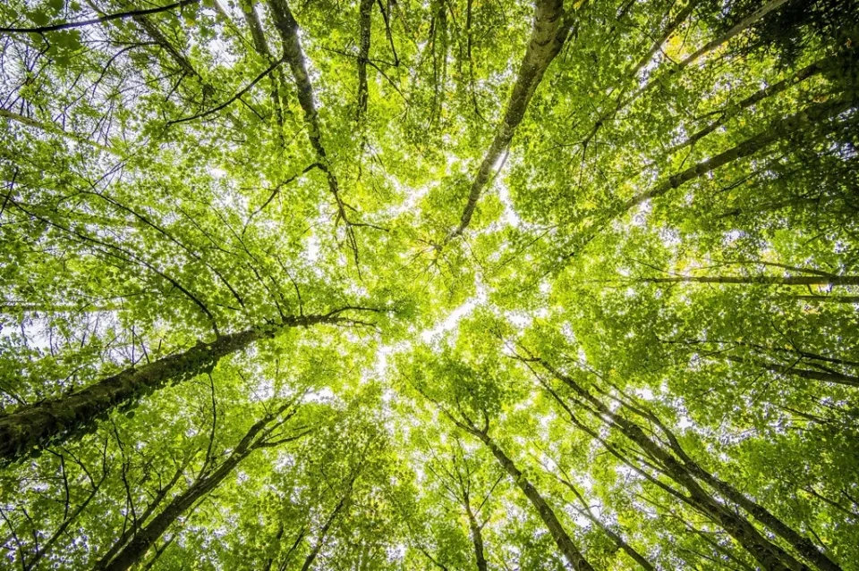 Canopée forestière GFI Forêt Française