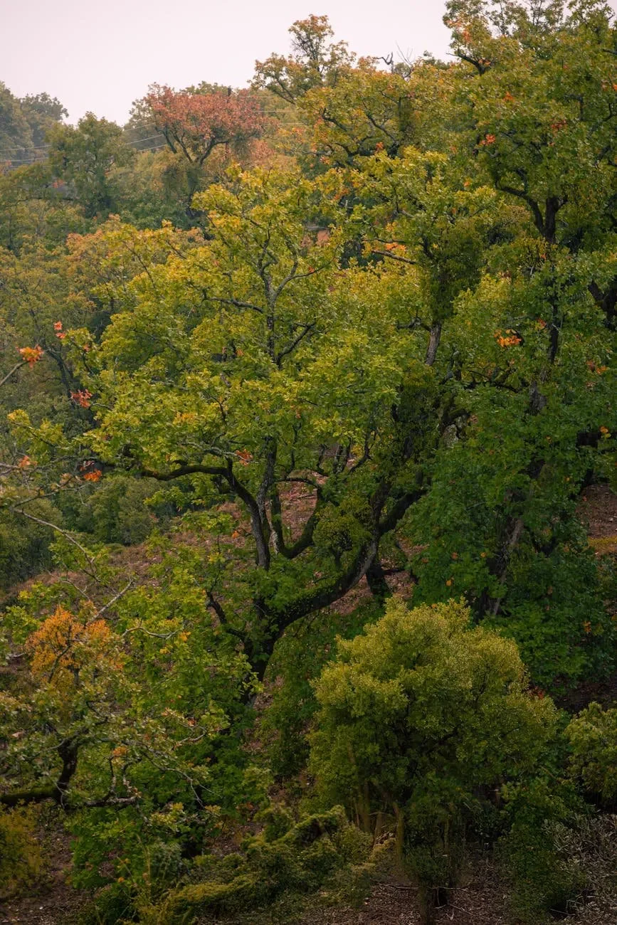 placement forestier gfi