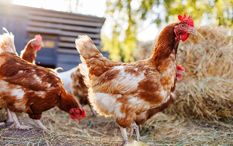 Free-range chickens in their coop.