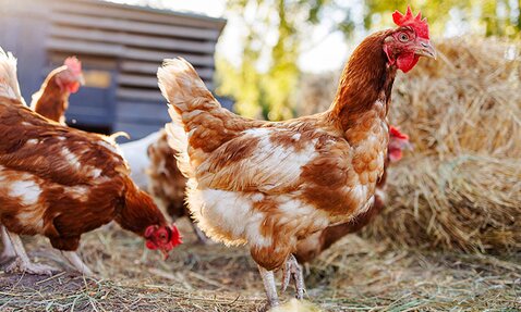 Chickens roam free near their coop.