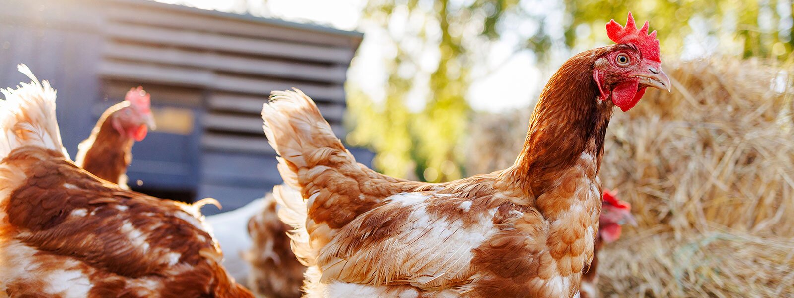Chickens roam free near their coop.