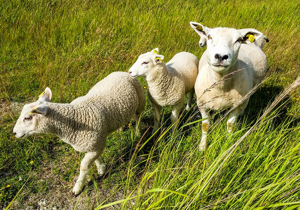 Sheep in a field.