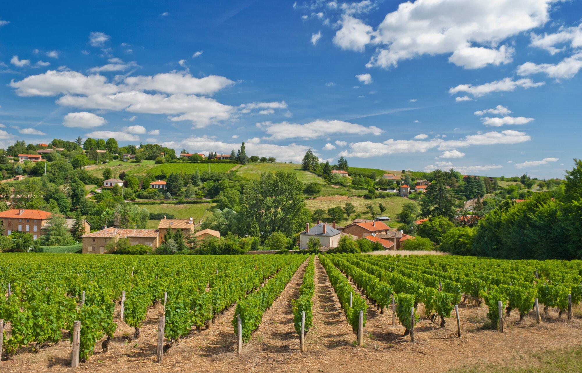 How to choose the right Gamay wine | Guide to red wine wine