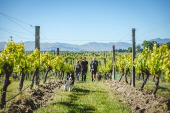 Hunter's Vineyard 