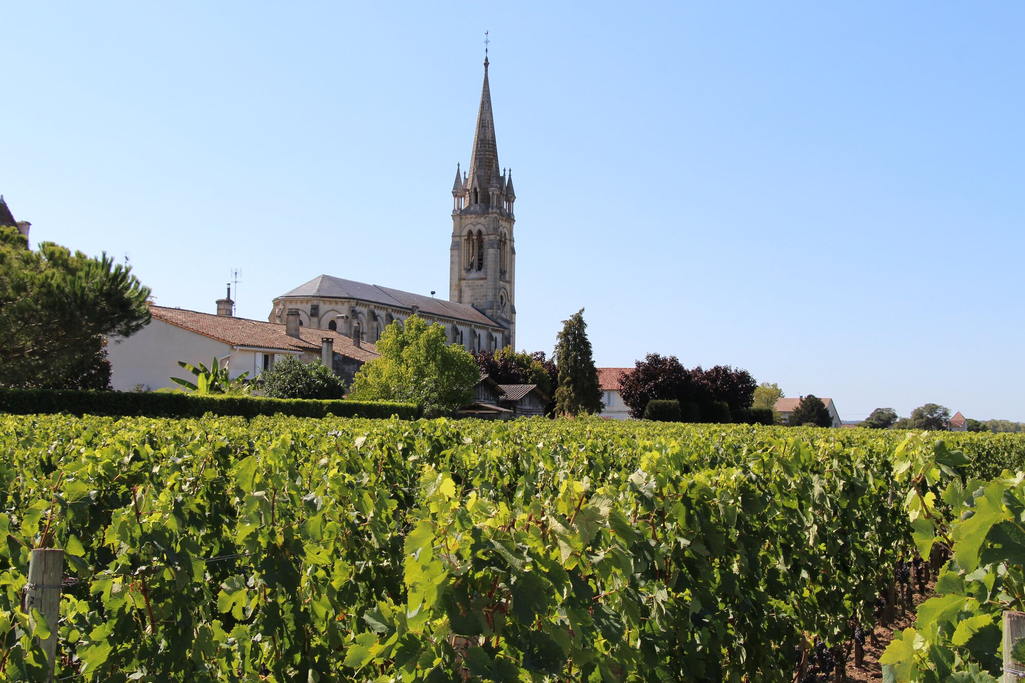 Your guide to red grapes | Buying Merlot wine
