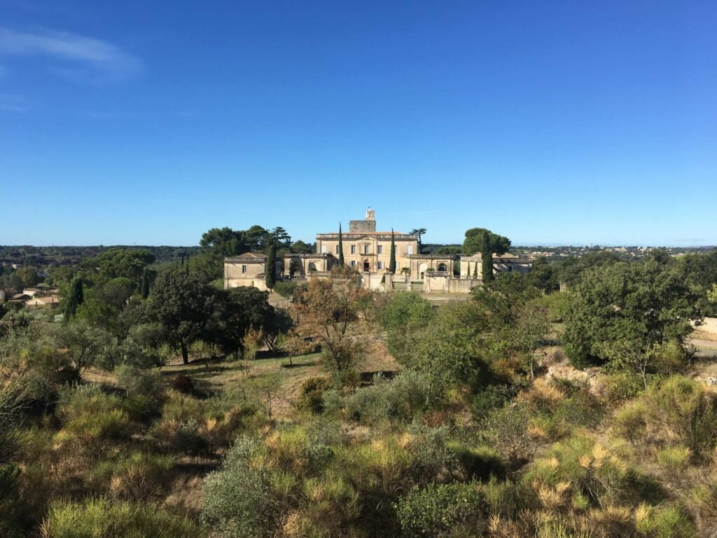 An insider's guide to white wines from Provence