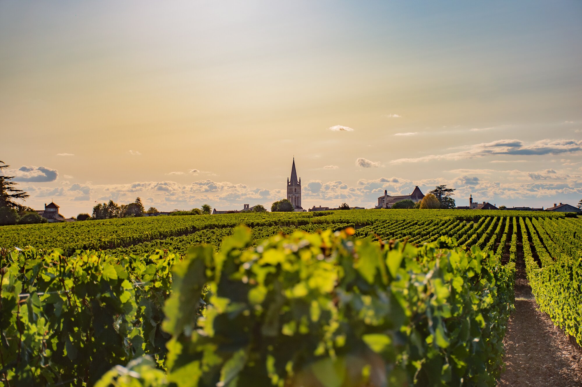 A guide to buying Cabernet Franc wine | How to choose a red wine wine