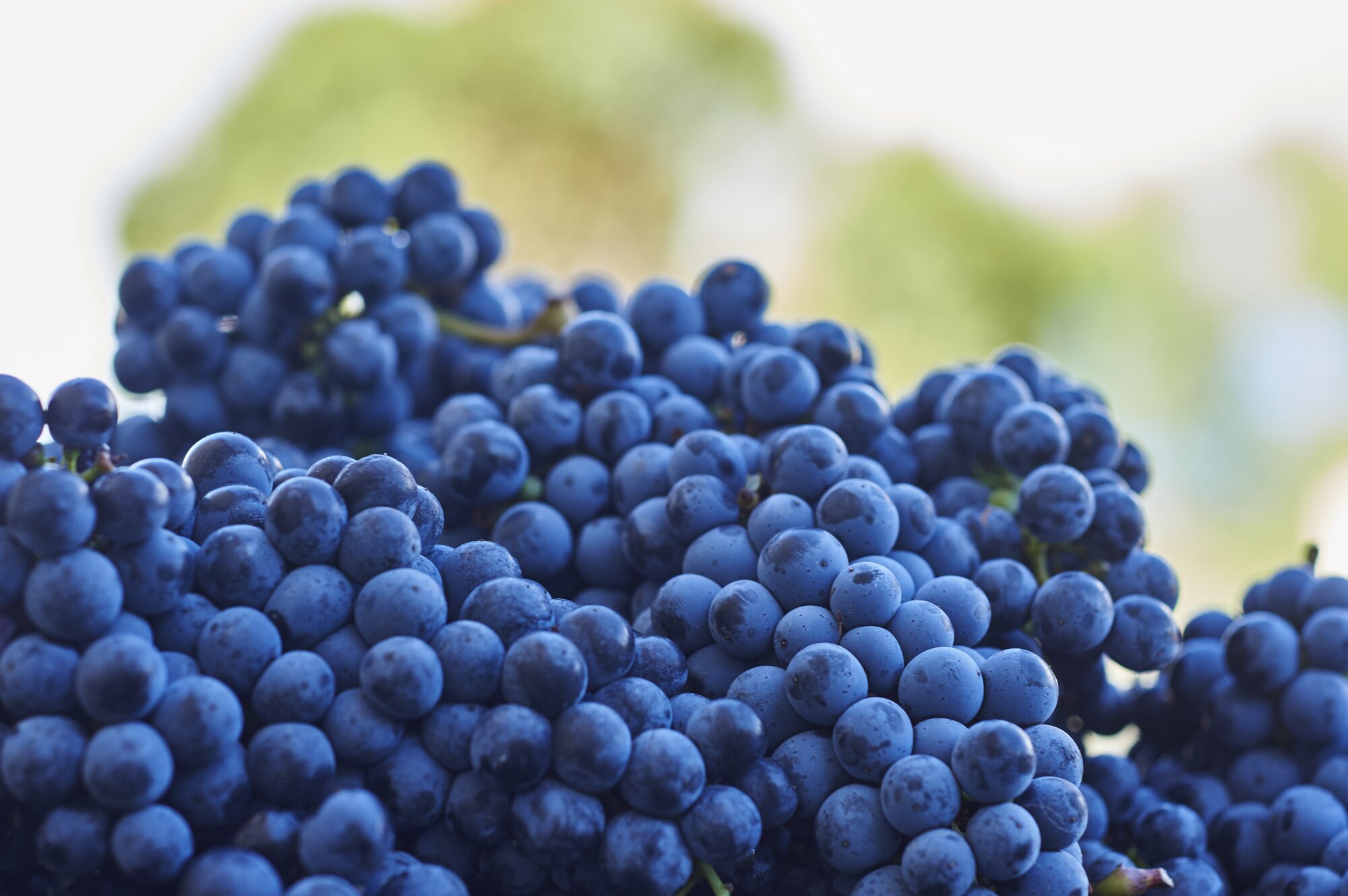Your guide to red grapes | How to choose the right Cabernet Sauvignon wine