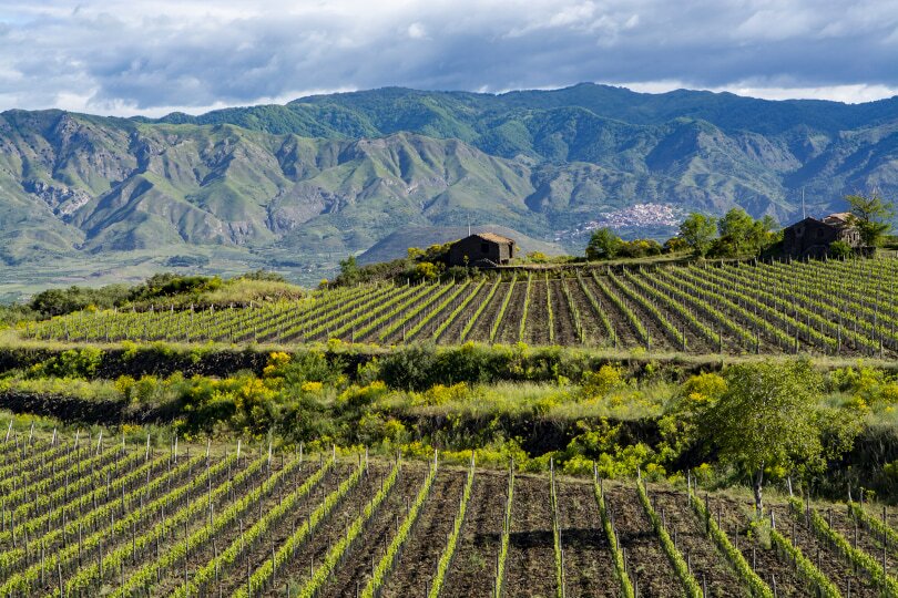 A guide to Sicilian white wines